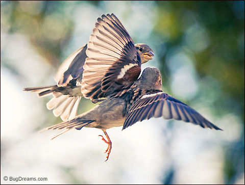 A Tangle of Feathers | Passer domesticus As randy as a pair of spring songbirds,
 stealing a glimpse past a glowing wing,
 eavesdropping on a tangle of feathers in flight.

Wild Light Post: http://www.bugdreams.com/archives/tangle/

Sparrow | Passer domesticus bird,flight,motion,passer domesticus,songbird,sparrow,wild