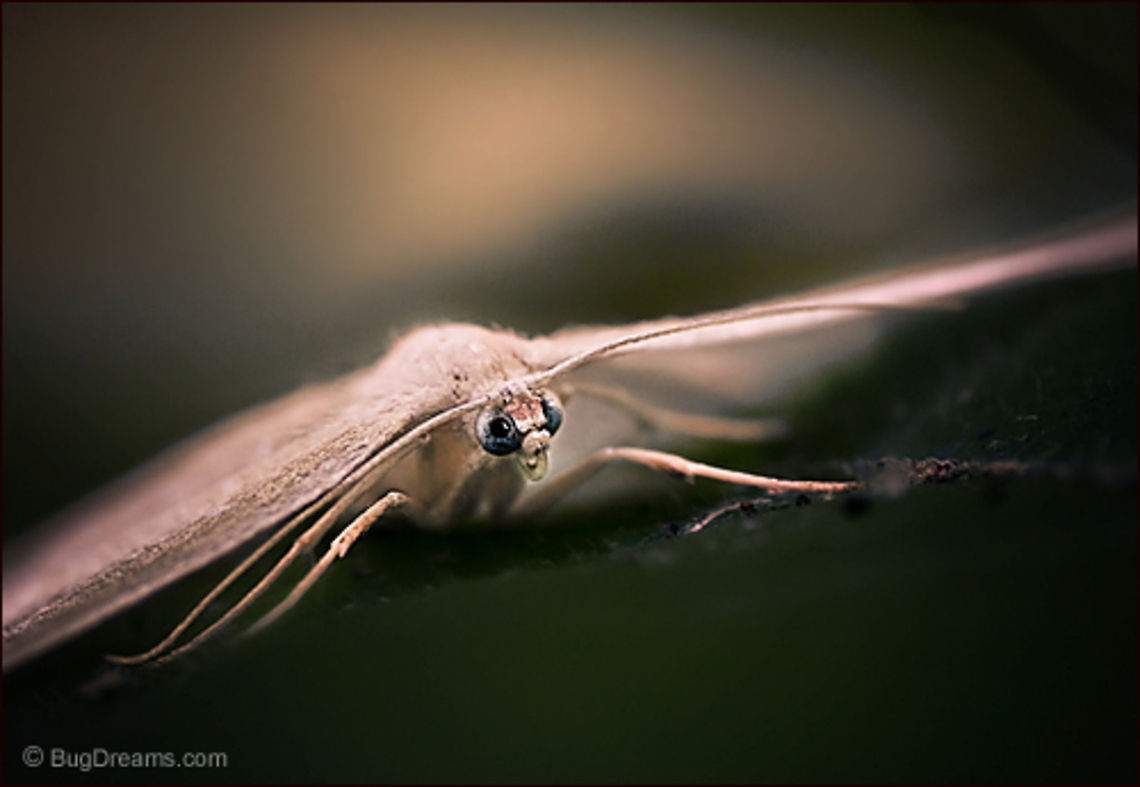 Gazing Back to the Past | Moth A moth gazes back into the past,<br />
 leaving everything exactly where it was yesterday,<br />
 too cautious to say anything at all.<br />
<br />
Wild Light Post: <a href="http://www.bugdreams.com/archives/gazing/" rel="nofollow">http://www.bugdreams.com/archives/gazing/</a> biodiversity,entomology,insect,invertebrate,moth,nature,wildlife