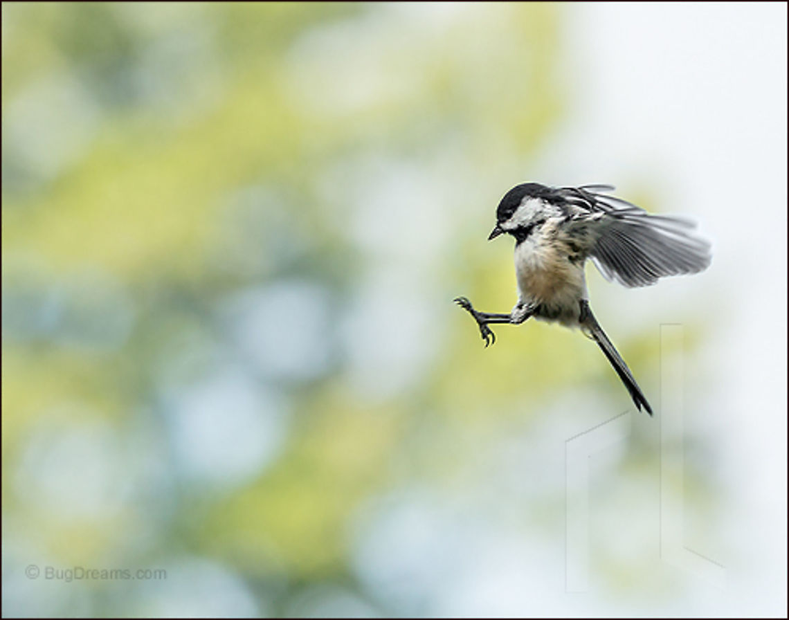 One Small Leap • Poecile atricapillus Released into the bright atmosphere, a stray moves lightly<br />
 through the air, an excuse for a rapture.<br />
<br />
Wild Light Post: <a href="http://www.bugdreams.com/archives/small-leap/" rel="nofollow">http://www.bugdreams.com/archives/small-leap/</a> Black-capped Chickadee,Poecile atricapillus,autumn,bird,birdwatching,chickadee,fall,fall color,feathers,flight,nature,songbird,wildlife,wings