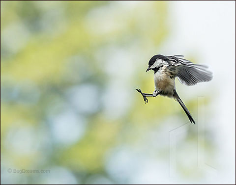 One Small Leap • Poecile atricapillus Released into the bright atmosphere, a stray moves lightly
 through the air, an excuse for a rapture.

Wild Light Post: http://www.bugdreams.com/archives/small-leap/ Black-capped Chickadee,Poecile atricapillus,autumn,bird,birdwatching,chickadee,fall,fall color,feathers,flight,nature,songbird,wildlife,wings