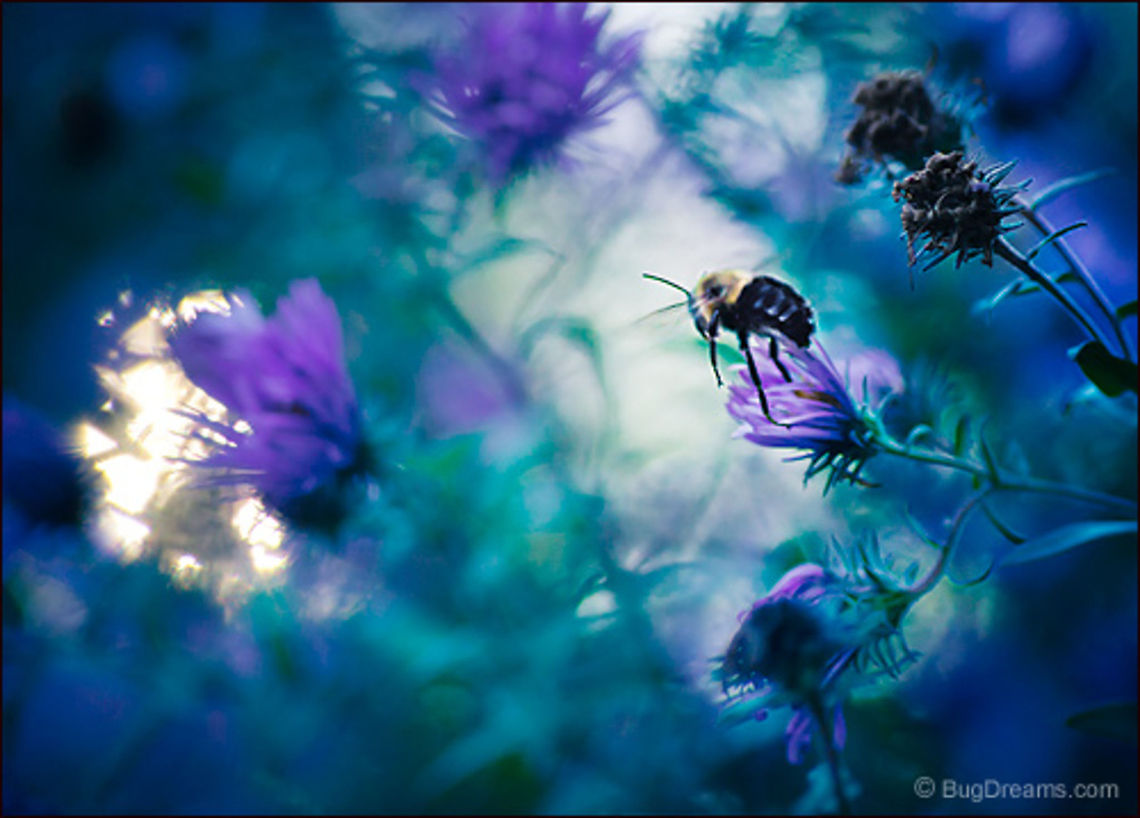 A Carousel of Flowers | Bombus impatiens A bumblebee dissolves into the landscape,<br />
 riding a carousel of flowers<br />
 through an overflowing garden.<br />
<br />
Wild Light Post: <a href="http://www.bugdreams.com/archives/carousel/" rel="nofollow">http://www.bugdreams.com/archives/carousel/</a> Bombus impatiens,aster,bee,bumblebee,flight,flower,insect,invertebrate,motion,nature