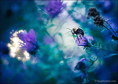 A Carousel of Flowers | Bombus impatiens A bumblebee dissolves into the landscape,
 riding a carousel of flowers
 through an overflowing garden.

Wild Light Post: http://www.bugdreams.com/archives/carousel/ Bombus impatiens,aster,bee,bumblebee,flight,flower,insect,invertebrate,motion,nature
