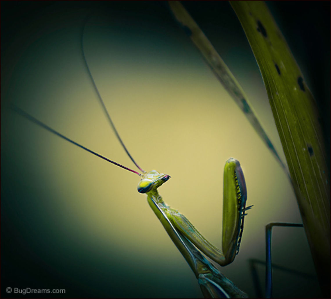 The Ghosts Behind Her Mask | Tenodera aridifolia sinensis Scanning her new territory,<br />
 the ghosts behind her mask are wilder<br />
 than last night's crowded garden party.<br />
<br />
Wild Light Post: <a href="http://www.bugdreams.com/archives/mask/" rel="nofollow">http://www.bugdreams.com/archives/mask/</a> Chinese Mantis,Dictyoptera,Mantidae,Tenodera aridifolia sinensis,Tenodera sinensis,entomology,insects,praying mantis