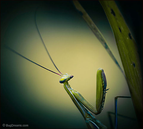 The Ghosts Behind Her Mask | Tenodera aridifolia sinensis Scanning her new territory,
 the ghosts behind her mask are wilder
 than last night's crowded garden party.

Wild Light Post: http://www.bugdreams.com/archives/mask/ Chinese Mantis,Dictyoptera,Mantidae,Tenodera aridifolia sinensis,Tenodera sinensis,entomology,insects,praying mantis