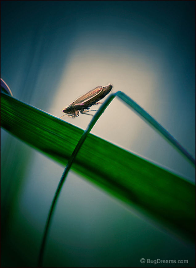 Missing Caravan | Leafhopper Rushing through the moonlight,<br />
a hopper bridges blades in search<br />
of a missing caravan of magic.<br />
<br />
Wild Light Post: <a href="http://www.bugdreams.com/archives/missing-caravan/" rel="nofollow">http://www.bugdreams.com/archives/missing-caravan/</a> biodiversity,bug,grass,insect,invertebrate,leaf,leafhopper,plant