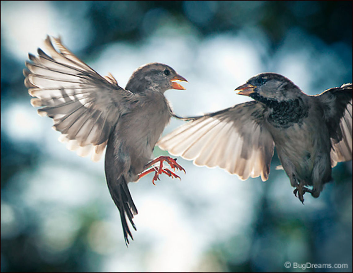 Old Grudges, New Passions | Passer domesticus Songbirds drag their troubles into the sky,<br />
 old grudges sparking new passions,<br />
 modesty abandoned to the wind.<br />
<br />
Wild Light Post: <a href="http://www.bugdreams.com/archives/grudges/" rel="nofollow">http://www.bugdreams.com/archives/grudges/</a> House Sparrow,Passer domesticus,birds,birdwatching,flight,freedom,passer domesticus,songbird,sparrow,wings