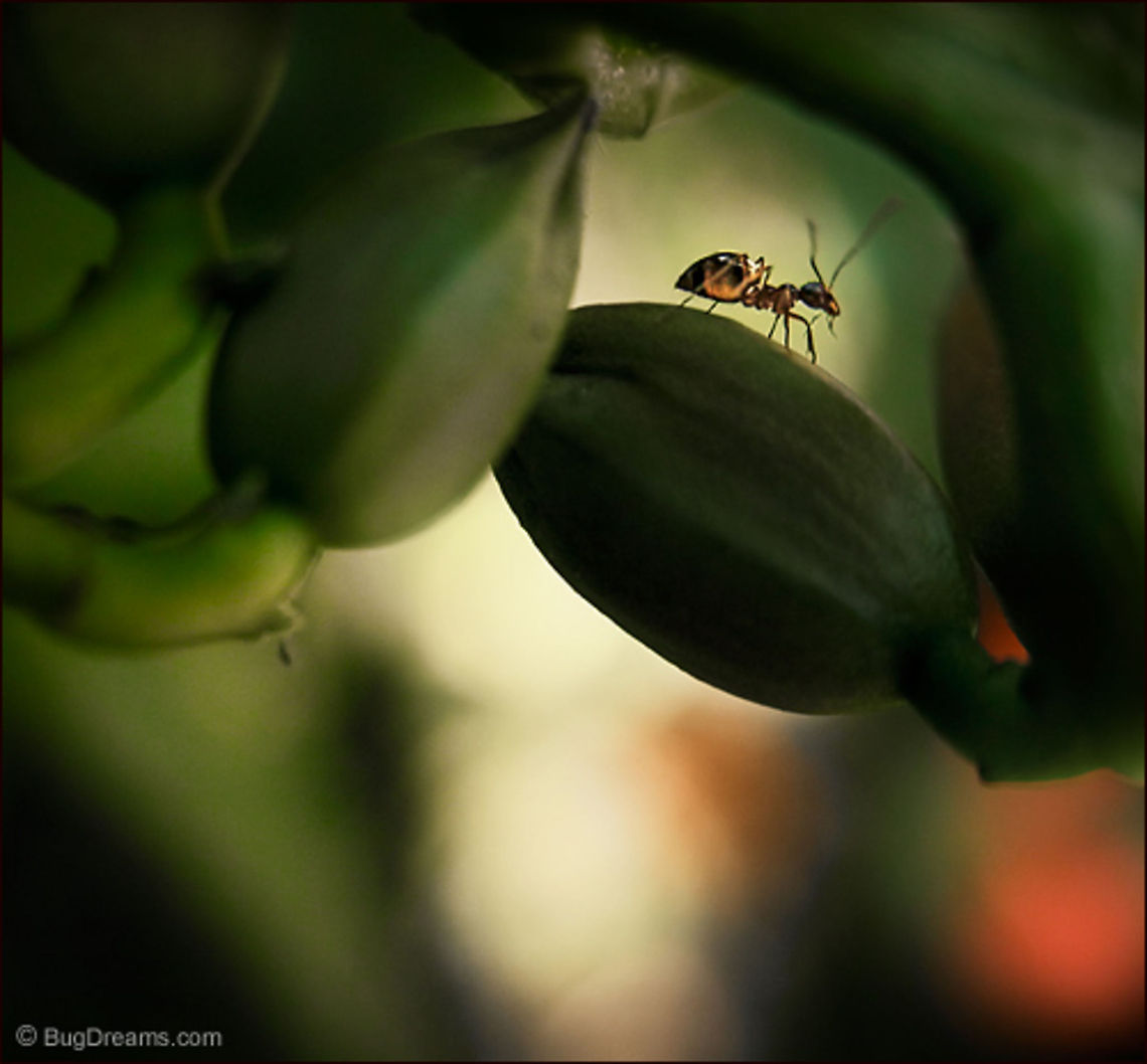 Her Private Rainbow | Winter ant Her Private Rainbow<br />
<br />
Feeling the faint outlines of the long road home,<br />
 her private rainbow speeds her search<br />
 for a hint of the heavens.<br />
<br />
Wild Light Post: <a href="http://www.bugdreams.com/archives/private-rainbow/" rel="nofollow">http://www.bugdreams.com/archives/private-rainbow/</a> <br />
<br />
Winter ant | Prenolepis imparis Prenolepis imparis,Winter ant,ant,insect,invertebrate,wild,wildlife