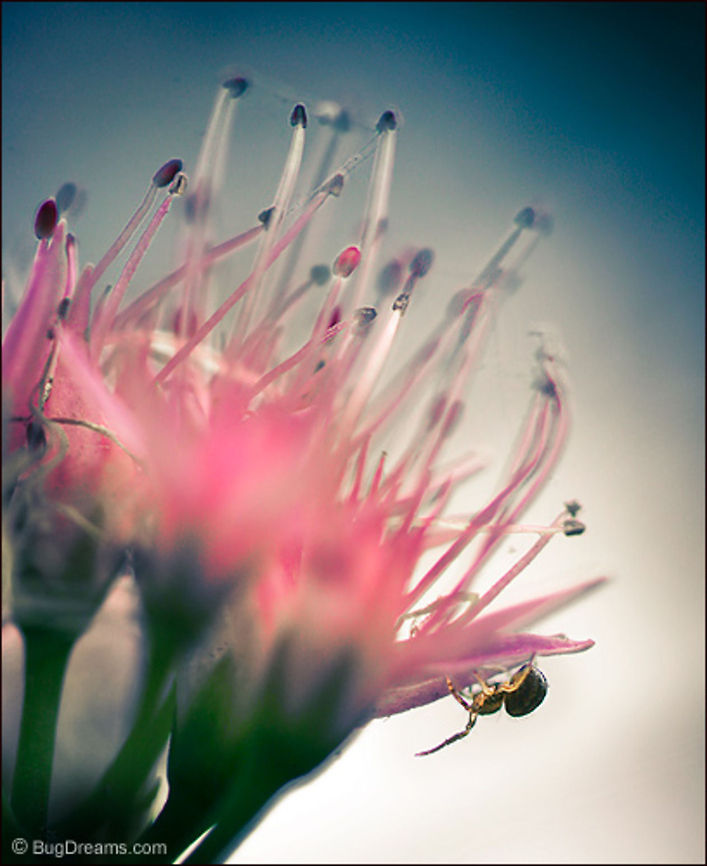 A Living Landscape | Spider The smallest spider wakes before dawn,<br />
a living landscape points to a history<br />
that might have been.<br />
<br />
Wild Light Post: <a href="http://www.bugdreams.com/archives/living-landscape/" rel="nofollow">http://www.bugdreams.com/archives/living-landscape/</a> arachnid,biodiversity,flower,invertebrate,nature,silk,spider,web,wildlife