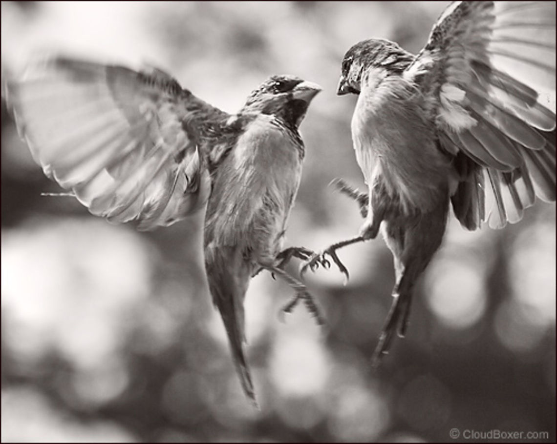 Avian Punks Go for Broke | Passer domesticus Two rebellious songbirds full of nervous energy,<br />
 unlikely hybrids of wind and delirium,<br />
 avian punks go for broke without brakes,<br />
 a knockout with no chance to catch a breath. House Sparrow,Passer domesticus,bird,flight,passer domesticus,songbird,sparrow,wings