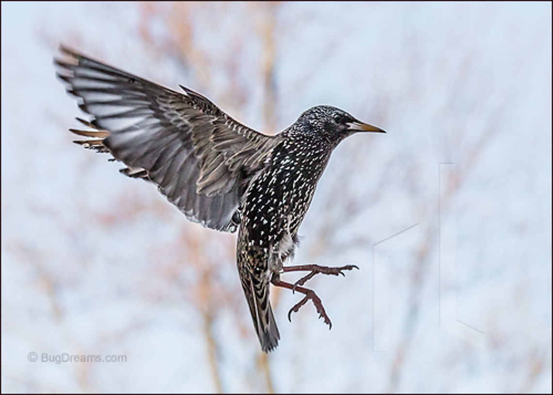 A Pawnshop Explodes | Sturnus vulgaris Starling A pawnshop explodes, a late winter Starling scatters treasures in a backyard junkshop.<br />
<br />
Wild Light Post: <a href="http://www.bugdreams.com/archives/pawnshop-explodes/" rel="nofollow">http://www.bugdreams.com/archives/pawnshop-explodes/</a> Common Starling,Sturnus vulgaris,bird,birdwatching,flight,nature,passerine,starling,wildlife,wings,winter