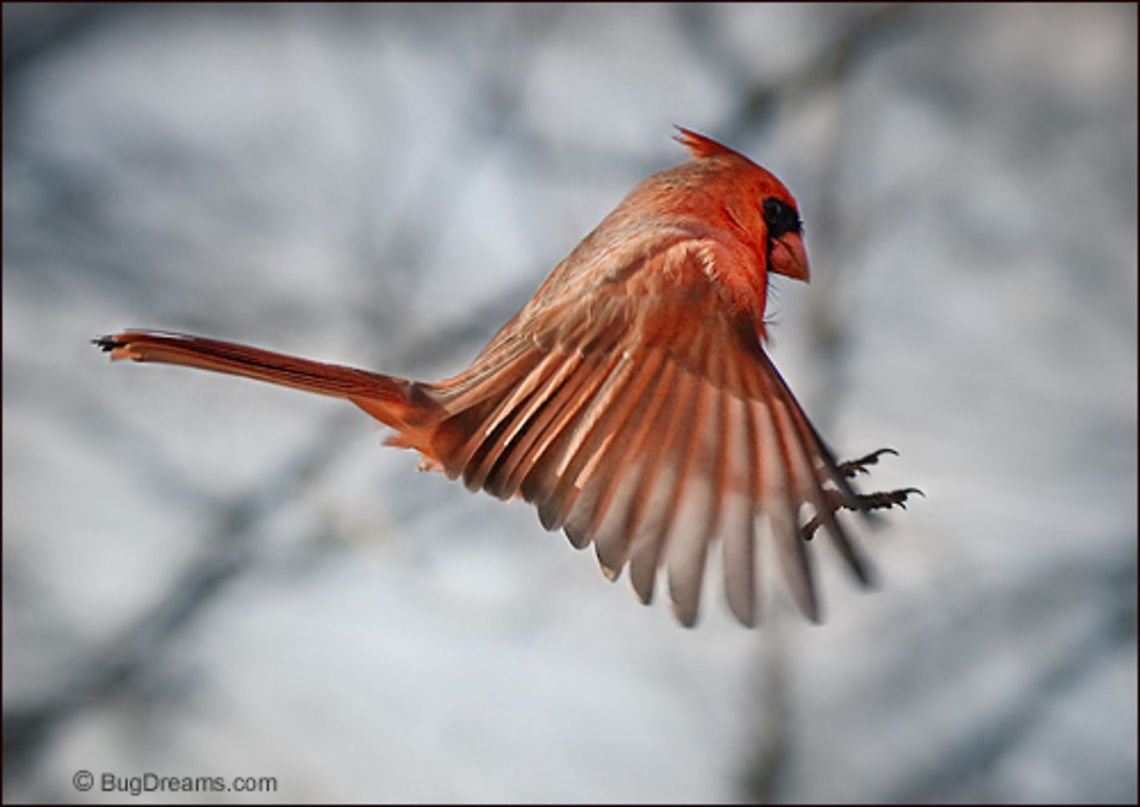 Leaping Into Spring | Northern Cardinal A late-feeding cardinal leaps into spring,<br />
 leaving an after-image behind,<br />
 along with his shadow.<br />
<br />
Wild Light Post: <a href="http://www.bugdreams.com/archives/leap/" rel="nofollow">http://www.bugdreams.com/archives/leap/</a><br />
<br />
Northern Cardinal | Cardinalis cardinalis Cardinalis cardinalis,Northern Cardinal,birds,cardinal,flight,red