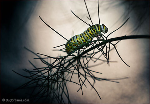 Old-School Magic | Black Swallowtail butterfly caterpillar Stranded in a wiry riddle,
 a Black Swallowtail butterfly caterpillar
 finds old-school magic in a labyrinth of fennel.

Wild Light Post: http://www.bugdreams.com/archives/magic/

Black Swallowtail butterfly | Papilio polyxenes Black Swallowtail,Black swallowtail,Papilio polyxenes,biodiversity,butterfly,fennel,garden,insect,invertebrate