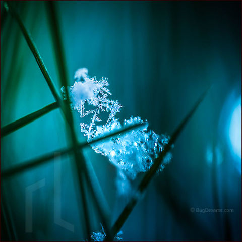 The Last Snowflake Winter's last stand, a Spring snowstorm scatters crystals in new Spring grass.
Wild Light Post: http://www.bugdreams.com/archives/snowflake/
 crystal,grass,green,ice,photograph,snow,spring,winter