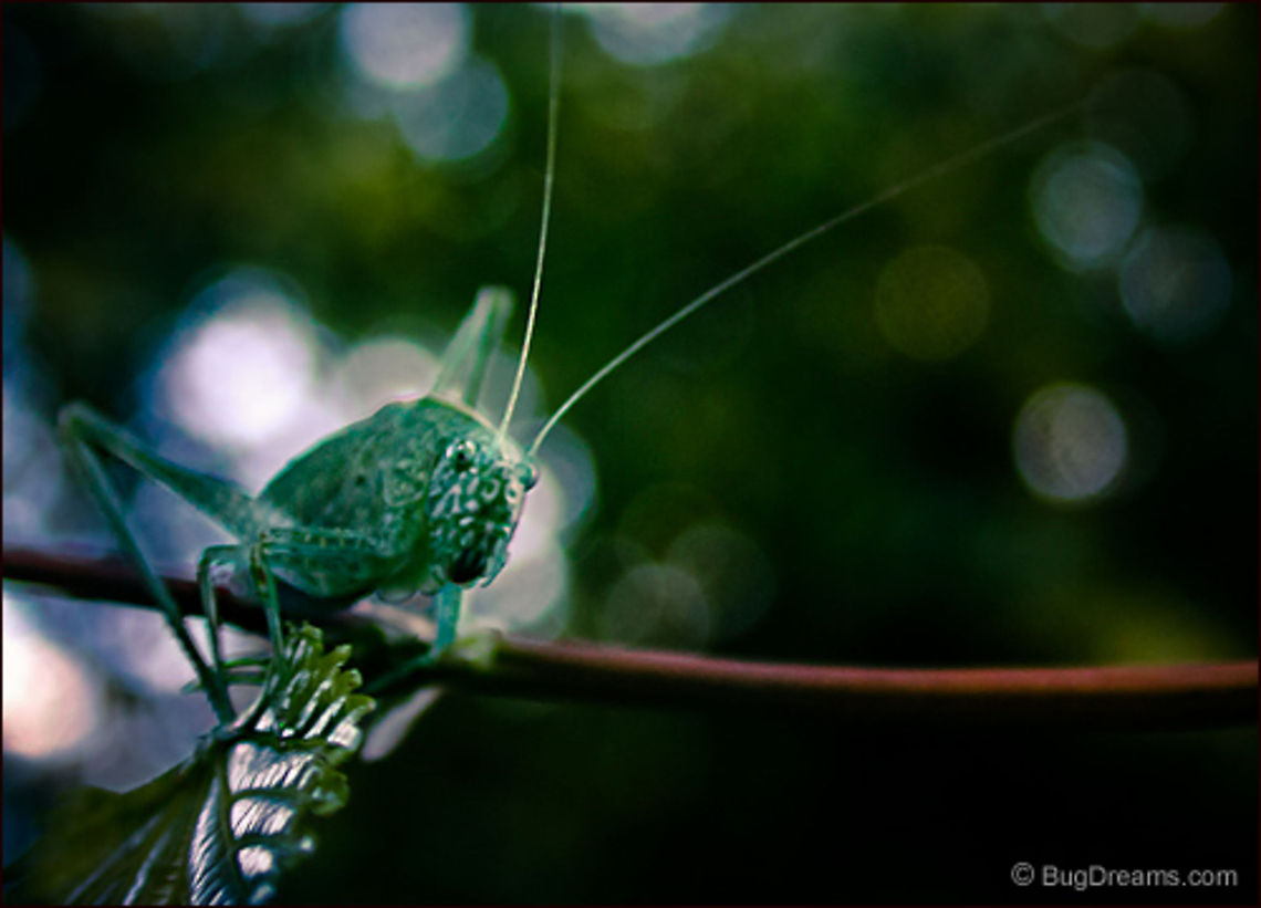 Tales of Small Spaces | Greater Angle-wing Katydid Never quite able to make the leap to the big time,<br />
 a katydid with a light touch<br />
 tells tales of small spaces.<br />
<br />
Wild Light Post: <a href="http://www.bugdreams.com/archives/small-spaces/" rel="nofollow">http://www.bugdreams.com/archives/small-spaces/</a> <br />
 Greater Angle-wing Katydid,Greater Anglewing Katydid,Microcentrum rhombifolium,Tettigoniidae,biodiversity,bush-cricket,insect,invertebrate,katydid,long-horned grasshopper,nature