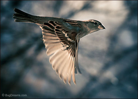 The Dazzling Sun | Passer domesticus Settling in the pauses between seasons,
 obscure coordinates frame a songbird's journey
 past a dying, dazzling sun.

Wild Light Post: http://www.bugdreams.com/archives/dazzling-sun/
 House Sparrow,Passer domesticus,bird,birdwatching,closeup,flight,passer domesticus,songbird,sparrow,wings