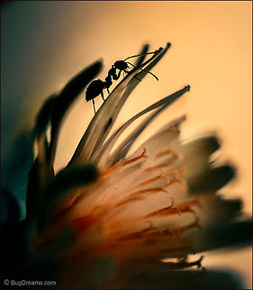 One Eye Half-Shut | Pavement ant  An occasional sojourner in the pocket
 of a forgotten flower, every nook
 & hidden place glowing,
 navigating the underworld
 with one eye half-shut.

Wild Light Post: http://www.bugdreams.com/archives/eye-half-shut/ Formicidae,Pavement ant,Tetramorium caespitum,ant,biodiversity,insect,invertebrate,nature,road,wild