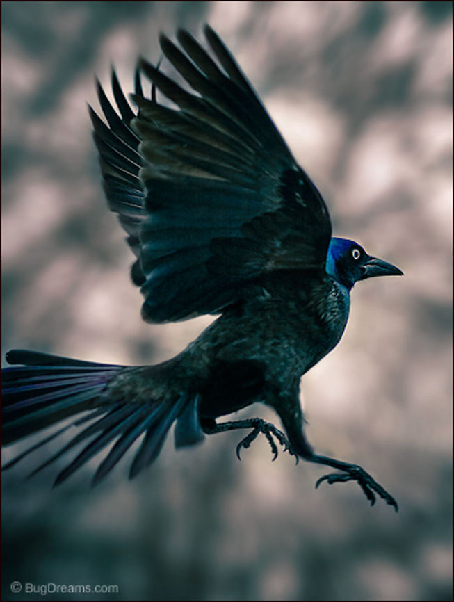 Jump-Cut | Quiscalus quiscula Stealing the scene after a jump-cut,<br />
 a grackle makes up for lost time,<br />
momentarily disappearing into the dark trees.<br />
<br />
Wild Light Post: <a href="http://www.bugdreams.com/archives/jump-cut/Grackle" rel="nofollow">http://www.bugdreams.com/archives/jump-cut/Grackle</a> Common Grackle,Quiscalus quiscula,birds,flight,fly,grackle,nature,wild,wildlife,wings