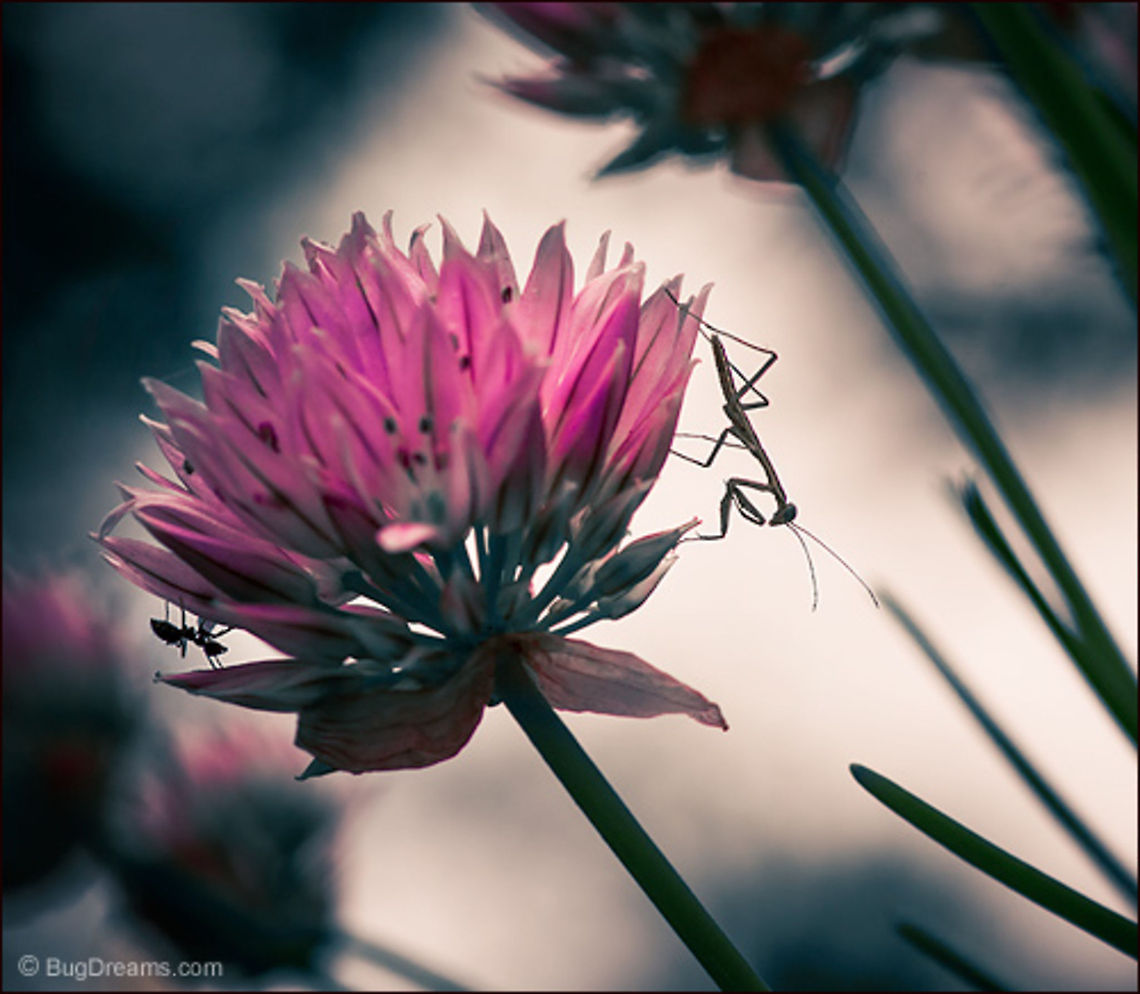 Barely Three Dimensional | Tetramorium caespitum | Tenodera aridifolia sinensis Too late to send her back,<br />
 tempted by a foraging pavement ant,<br />
 the path across a flower<br />
 just barely three dimensional. Formicidae,Pavement ant,Tenodera aridifolia sinensis,Tetramorium caespitum,ant,flower,insect,praying mantis