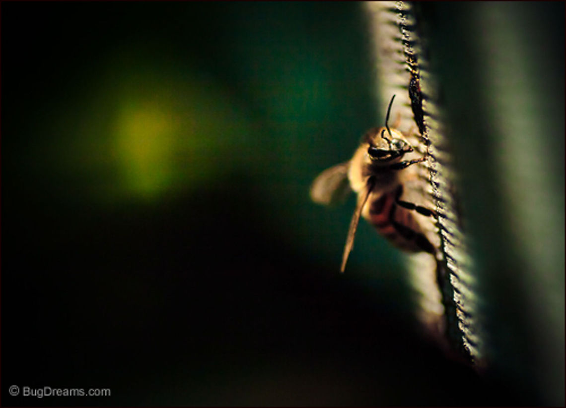 Noir Delights  | Apis mellifera A bee peers out from a noir mystery,<br />
 listening for her Queen, still tempted<br />
 by the dark delights in the garden.<br />
<br />
Wild Light Post: <a href="http://www.bugdreams.com/archives/noir-delights/" rel="nofollow">http://www.bugdreams.com/archives/noir-delights/</a> Apis mellifera,European honey bee,Western honey bee(Apis mellifera),bee,beekeeping,hive,honey,honey bee,honeybee,insect