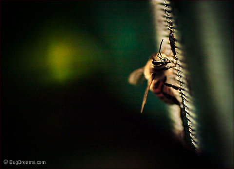 Noir Delights  | Apis mellifera A bee peers out from a noir mystery,
 listening for her Queen, still tempted
 by the dark delights in the garden.

Wild Light Post: http://www.bugdreams.com/archives/noir-delights/ Apis mellifera,European honey bee,Western honey bee(Apis mellifera),bee,beekeeping,hive,honey,honey bee,honeybee,insect