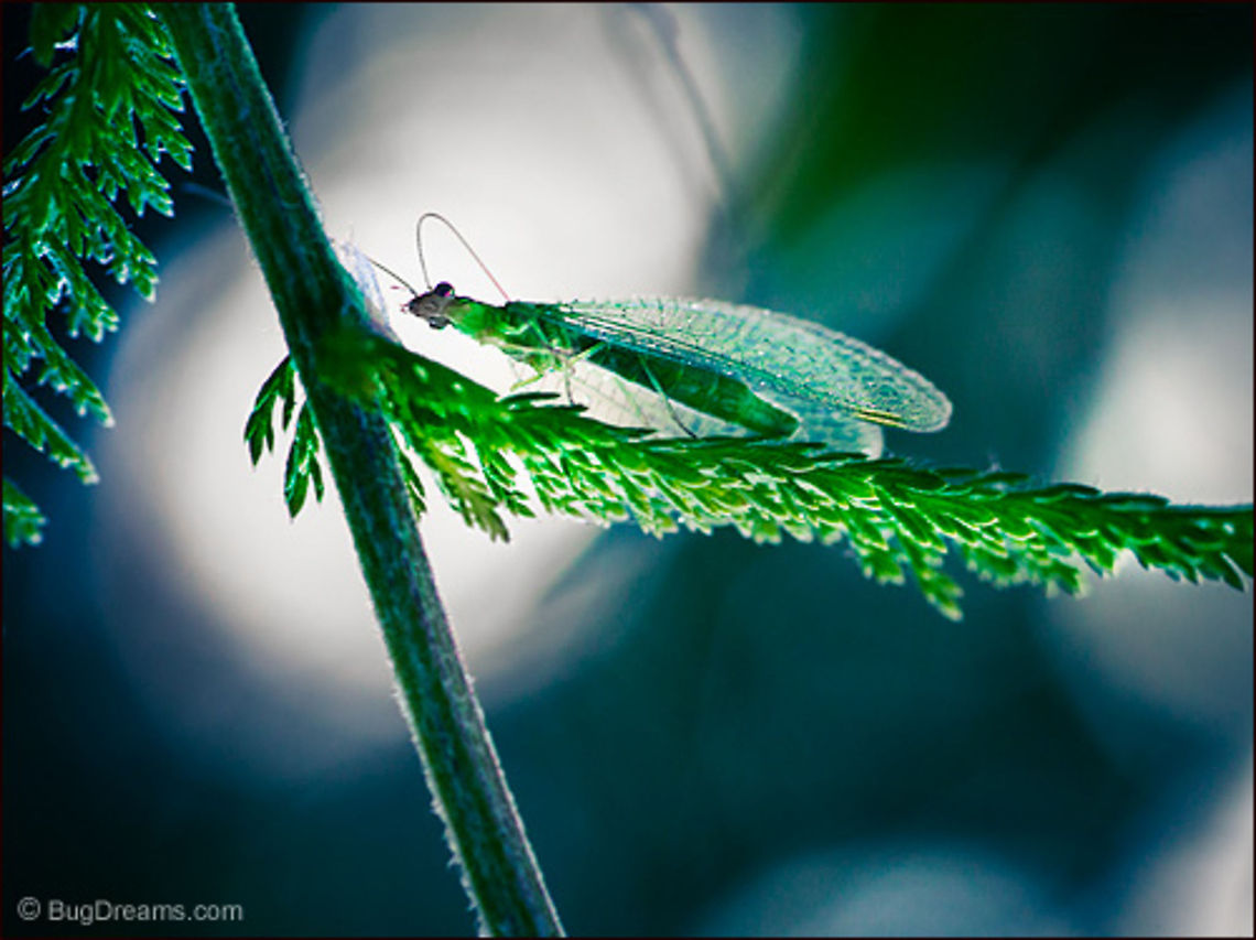 Her Golden Eye | Golden-eyed Lacewing Shaking herself awake,<br />
 a lacewing preens, her golden eye<br />
 scanning a world where<br />
 nothing new has happened in years.<br />
<br />
Wild Light Post: <a href="http://www.bugdreams.com/archives/golden-eye/" rel="nofollow">http://www.bugdreams.com/archives/golden-eye/</a> Chrysopa oculata,Chrysoperla carnea,Golden-eyed Lacewing,insect,invertebrate,lacewing,nature,wildlife