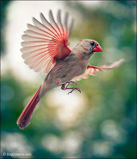 Hallucinations & Memories | Cardinalis cardinalis She bends others to her will
 with a splash of red,
 leaving hallucinations and memories
 of the wind's wild side.

Wild Light Post: http://www.bugdreams.com/archives/hallucinations/ Cardinalis cardinalis,Northern Cardinal,birds,cardinal,flight,nature,red,wildlife,wings