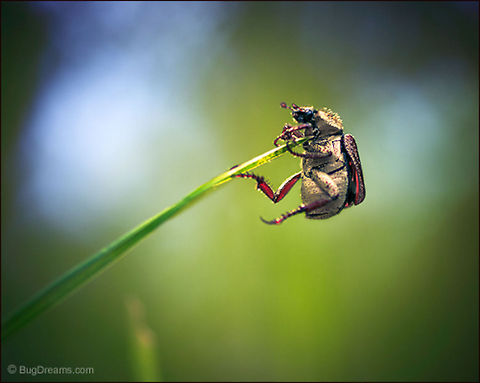 Chaotic Grace | Scarab beetle Waiting for the blade to bend,
 stranded on a windblown space tower,
 a beetle on the lam
 moves with chaotic grace.

Wild Light Post: http://www.bugdreams.com/archives/chaotic-grace/ Scarab beetle,beetle,biodiversity,grass,insect,invertebrate,nature,wildlife