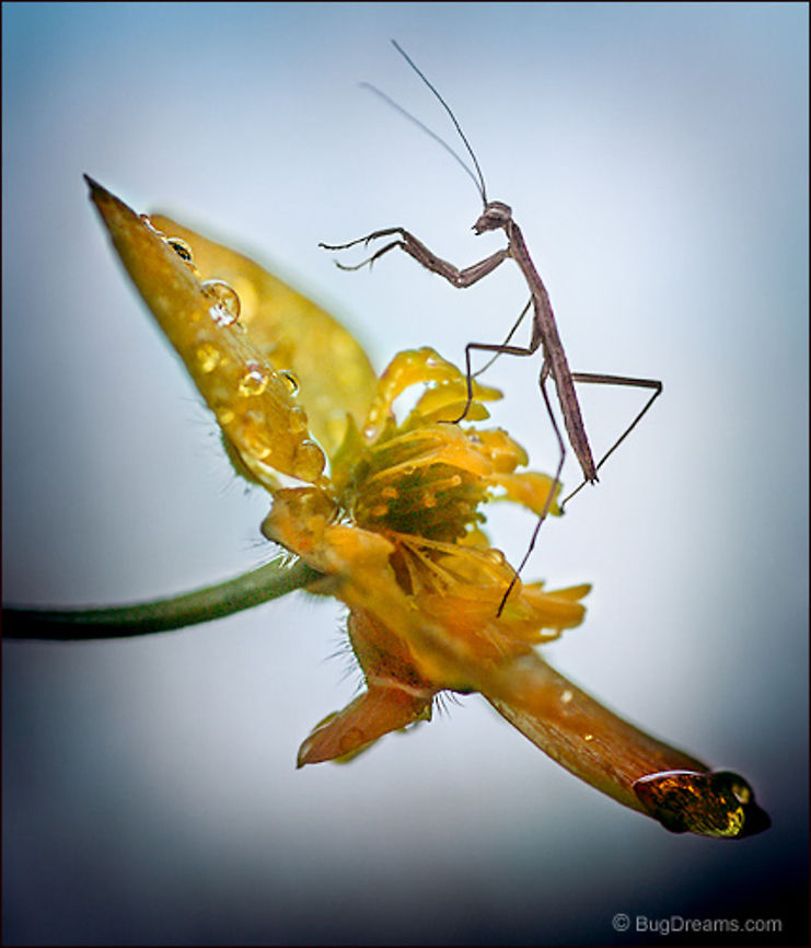 Cobwebs Shiver | Tenodera aridifolia sinensis Cobwebs shiver with her tiniest move,<br />
 a mantis nymph rules an underworld<br />
 ready for a brutal reckoning,<br />
 the next instar a far-off dream.<br />
<br />
Wild Light Post: <a href="http://www.bugdreams.com/archives/cobwebs/" rel="nofollow">http://www.bugdreams.com/archives/cobwebs/</a> Chinese Mantis,Tenodera aridifolia sinensis,Tenodera sinensis,flower,insect,invertebrate,mantid,mantis,nymph,praying mantis