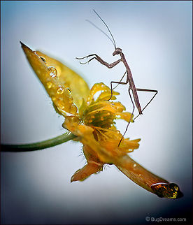 Cobwebs Shiver | Tenodera aridifolia sinensis Cobwebs shiver with her tiniest move,
 a mantis nymph rules an underworld
 ready for a brutal reckoning,
 the next instar a far-off dream.

Wild Light Post: http://www.bugdreams.com/archives/cobwebs/ Chinese Mantis,Tenodera aridifolia sinensis,Tenodera sinensis,flower,insect,invertebrate,mantid,mantis,nymph,praying mantis
