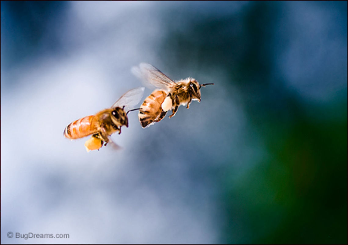 Pollen Smugglers | Apis mellifera Lured back to the hive after a heist gone bad,<br />
 a pair of pollen smugglers ignore<br />
 the bright chaos, their crimes darken the sky.<br />
<br />
Wild Light Post: <a href="http://www.bugdreams.com/archives/smugglers/" rel="nofollow">http://www.bugdreams.com/archives/smugglers/</a> Apis mellifera,European honey bee,Western honey bee(Apis mellifera),bee,flight,honey bee,honeybee,insect,pollen,pollinate