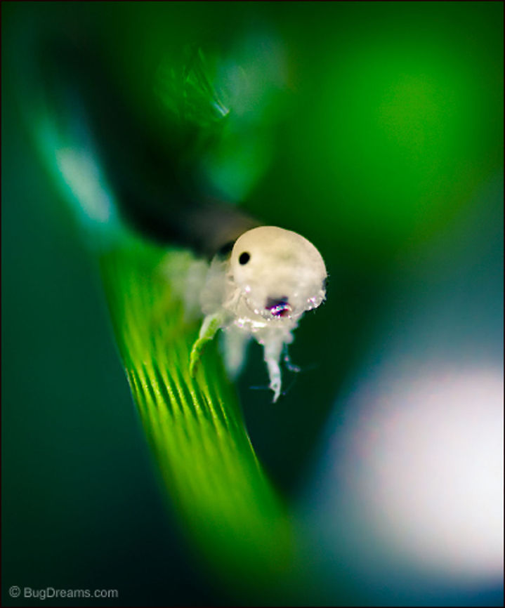 The New Prometheus | Sawfly Larva Keeping the gods at bay,<br />
the new Prometheus strips the heat<br />
from fire, chokes the thunder<br />
from a raptor's wings.<br />
<br />
Wild Light Post : <a href="http://www.bugdreams.com/archives/prometheus/" rel="nofollow">http://www.bugdreams.com/archives/prometheus/</a> Cimbicid,garden,grass,insect,invertebrate,nature,plant,sawfly,sawfly larvae