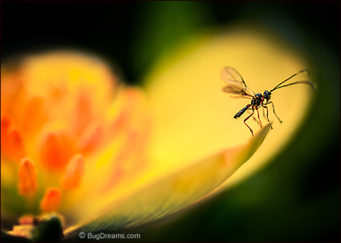 A Spectrum Out for Vengeance | Braconid wasp A wasp is assaulted by a flower's wild side,<br />
a small detective on the edge<br />
of desperation, the only witness<br />
to a spectrum out for vengeance.<br />
<br />
Wild Light Post: <a href="http://www.bugdreams.com/archives/spectrum/" rel="nofollow">http://www.bugdreams.com/archives/spectrum/</a> Braconid wasp,Braconidae,biodiversity,flower,insect,invertebrate,nature,parasite,plant,wasp,wildlife
