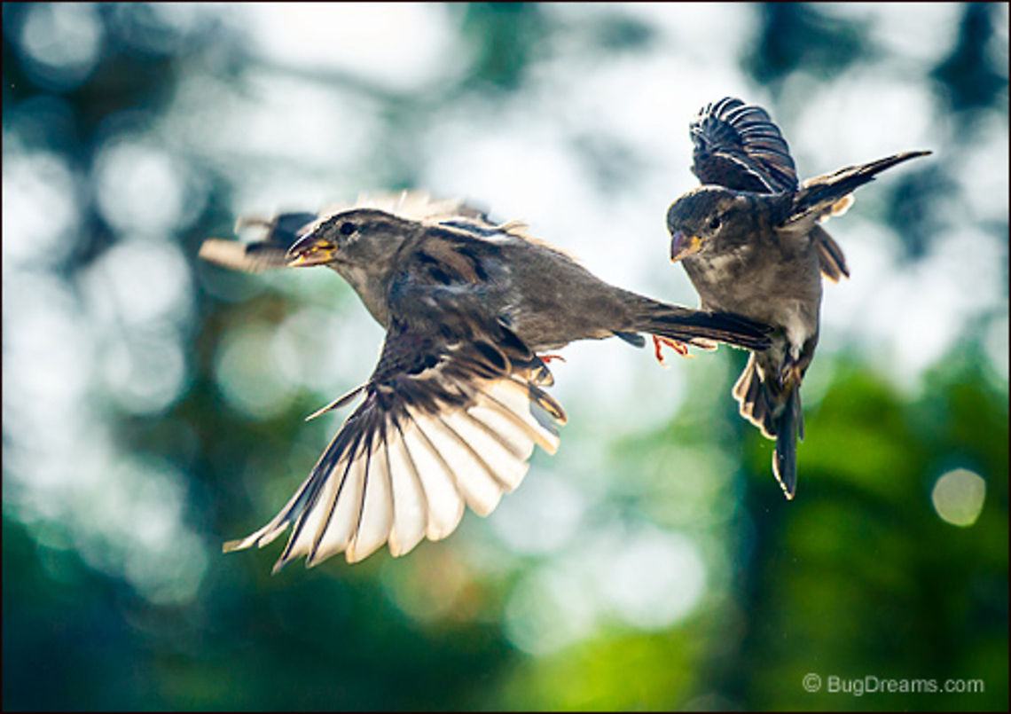 Waking Clouds | Passer domesticus Songbirds jostle for position<br />
with no time to waste, waking sleepy clouds<br />
from their spring sleep. House Sparrow,Passer domesticus,birds,birdwatching,flight,passer domesticus,songbird,sparrow,wild,wildlife,wings