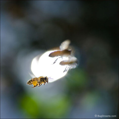 Bent on Misadventure Bent on misadventure, a streaming
 squadron of bees dissolves into the sun,
 unhooking their anchor to my garden.

Wild Light Post: http://www.bugdreams.com/archives/misadventure/
 Apis mellifera,European honey bee,Italian honey bee,Western honey bee(Apis mellifera),apis,bee,flight,honey,honey bee,honeybee,insect,motion,pollen,pollinate,sun,sunlight,wildlife,wings