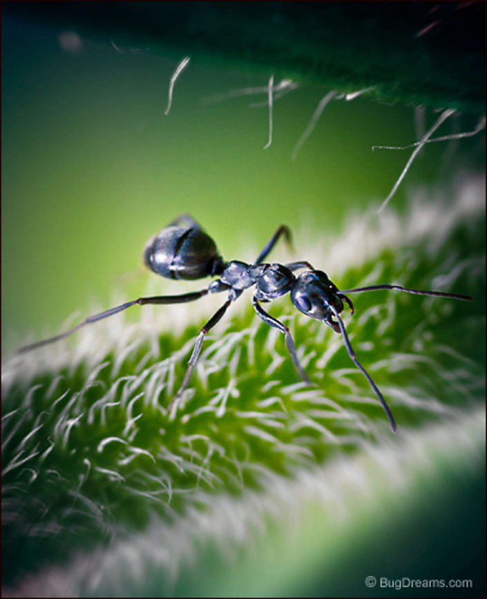 Living Alphabet | Camponotus pennsylvanicus A slave to plant cryptography, she feels<br />
 the garden&#039;s myths pass through stems,<br />
 a living alphabet of growth. Black carpenter ant,Camponotus pennsylvanicus,Eastern black carpenter ant,Formicidae,ant,biodiversity,carpenter ant,insect,invertebrate,wild
