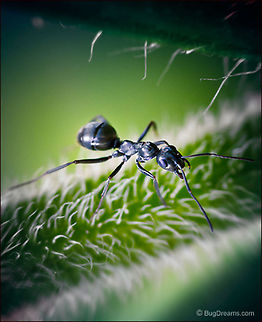 Living Alphabet | Camponotus pennsylvanicus A slave to plant cryptography, she feels
 the garden's myths pass through stems,
 a living alphabet of growth. Black carpenter ant,Camponotus pennsylvanicus,Eastern black carpenter ant,Formicidae,ant,biodiversity,carpenter ant,insect,invertebrate,wild