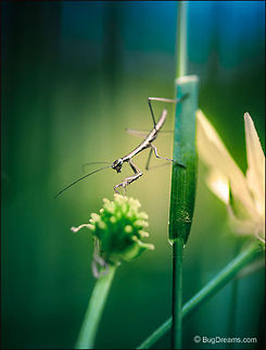 Homeschooled Secrets | Tenodera aridifolia sinensis A mantis nymph maps traces
 of evaporated dew, homeschooled
 in the garden's secrets as she ties up
 the last bits of morning.

Wild Light Post: http://www.bugdreams.com/archives/homeschooled/ Chinese Mantis,Dictyoptera,Mantidae,Tenodera aridifolia sinensis,Tenodera sinensis,entomology,garden,insect,invertebrate,mantid,mantis,nature,nymph,praying mantis