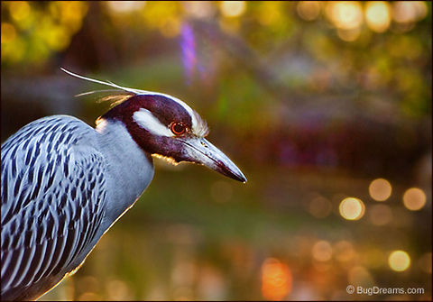 Emperor of the Glade | Yellow-crowned Night Heron Searching out rumors of light, a Night Heron
 slips past evening's commotion,
 ignoring the hot and confused air,
 emperor of the glade.

Wild Light Post: http://www.bugdreams.com/archives/emperor/ Night Heron,Nyctanassa violacea,Yellow-crowned Night Heron,animal,birds,flight,fly,freedom,motion,nature,wildlife