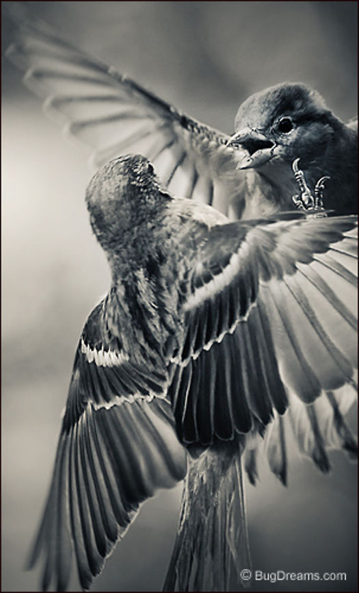 Stoned | Passer domesticus Songbird Theater: An intimate moment brought to you by an avian private investigator:<br />
<br />
"I don&rsquo;t like you when you&rsquo;re stoned."<br />
"I don&rsquo;t like you when I&rsquo;m straight."<br />
<br />
Wild Light Post: <a href="http://www.bugdreams.com/archives/stoned/" rel="nofollow">http://www.bugdreams.com/archives/stoned/</a> House Sparrow,Passer domesticus,bird,birdwatching,flight,nature,passer domesticus,songbird,sparrow,wild,wildlife,wings