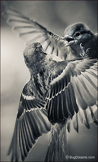 Stoned | Passer domesticus Songbird Theater: An intimate moment brought to you by an avian private investigator:

"I don’t like you when you’re stoned."
"I don’t like you when I’m straight."

Wild Light Post: http://www.bugdreams.com/archives/stoned/ House Sparrow,Passer domesticus,bird,birdwatching,flight,nature,passer domesticus,songbird,sparrow,wild,wildlife,wings