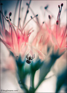 Darker than Dusk | Spider In a tangled landscape of misadventures,
 I'm blinded by arachnid beauty,
 her silken purpose darker than dusk.

Wild Light Post: http://www.bugdreams.com/archives/dusk/ arachnid,biodiversity,invertebrate,nature,silk,spider,web,wildlife