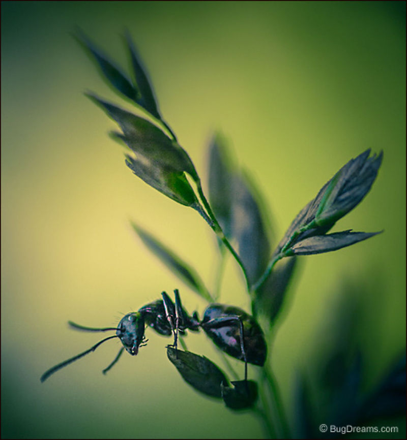 Unruly Buds | Eastern black carpenter ant Her story lost in a chain of plot twists,<br />
 she makes a sharp turn past unruly buds<br />
 into a theme park of cool light.<br />
<br />
Wild Light Post: <a href="http://www.bugdreams.com/archives/buds/" rel="nofollow">http://www.bugdreams.com/archives/buds/</a><br />
 Black carpenter ant,Camponotus pennsylvanicus,Eastern black carpenter ant,Formicidae,ant,biodiversity,carpenter ant,insect,invertebrate,nature,wild,wildlife