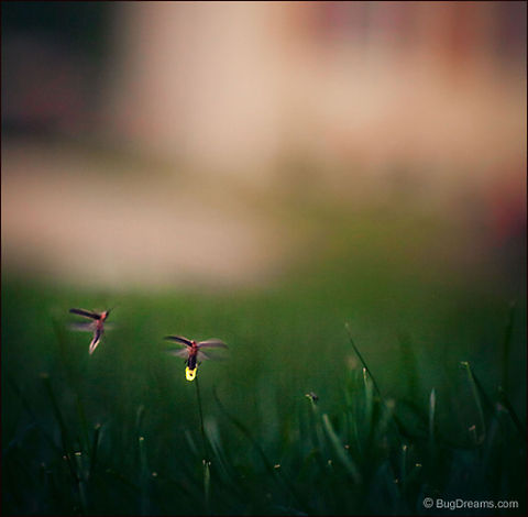 Fiery Stars | Photinus pyralis Love lost in summer evenings, too bright
 to ignore, a lawn transforms
 into a field of delicate, fiery stars.

Wild Light Post: http://www.bugdreams.com/archives/stars/ Photinus,Photinus pyralis,Photinus pyralis Blow,beetle,big dipper,biodiversity,bioluminescence,common eastern firefly,eastern firefly,energy,evening,firefly,glow,glowworm,grass,insect,invertebrate,lampyridae,lightning bug,summer