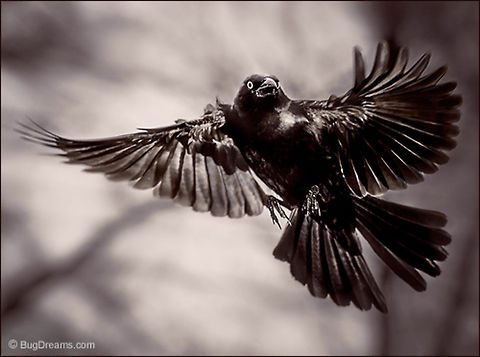 Freezing Time | Quiscalus quiscula Casting a spell to freeze time,
 a grackle on the path to the perfect crime
 spirals out of control. Common Grackle,Quiscalus quiscula,birds,flight,grackle,motion,wildlife,wings