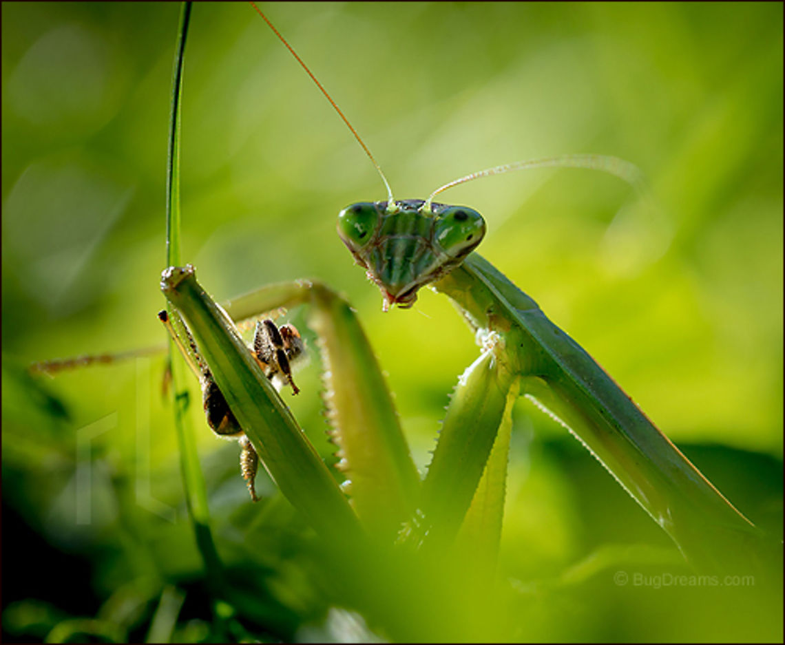 Lunch in the Garden | Tenodera aridifolia sinensis Lunch for a Chinese praying mantis. Apis mellifera,Apis mellifera ligustica,Chinese mantis,Dictyoptera,European honey bee,Italian honey bee,Mantidae,Tenodera aridifolia sinensis,Tenodera sinensis,United States,apis,bee,beekeeping,entomology,flight,flower,garden,hive,honey,honey bee