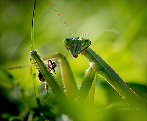 Lunch in the Garden | Tenodera aridifolia sinensis Lunch for a Chinese praying mantis. Apis mellifera,Apis mellifera ligustica,Chinese mantis,Dictyoptera,European honey bee,Italian honey bee,Mantidae,Tenodera aridifolia sinensis,Tenodera sinensis,United States,apis,bee,beekeeping,entomology,flight,flower,garden,hive,honey,honey bee