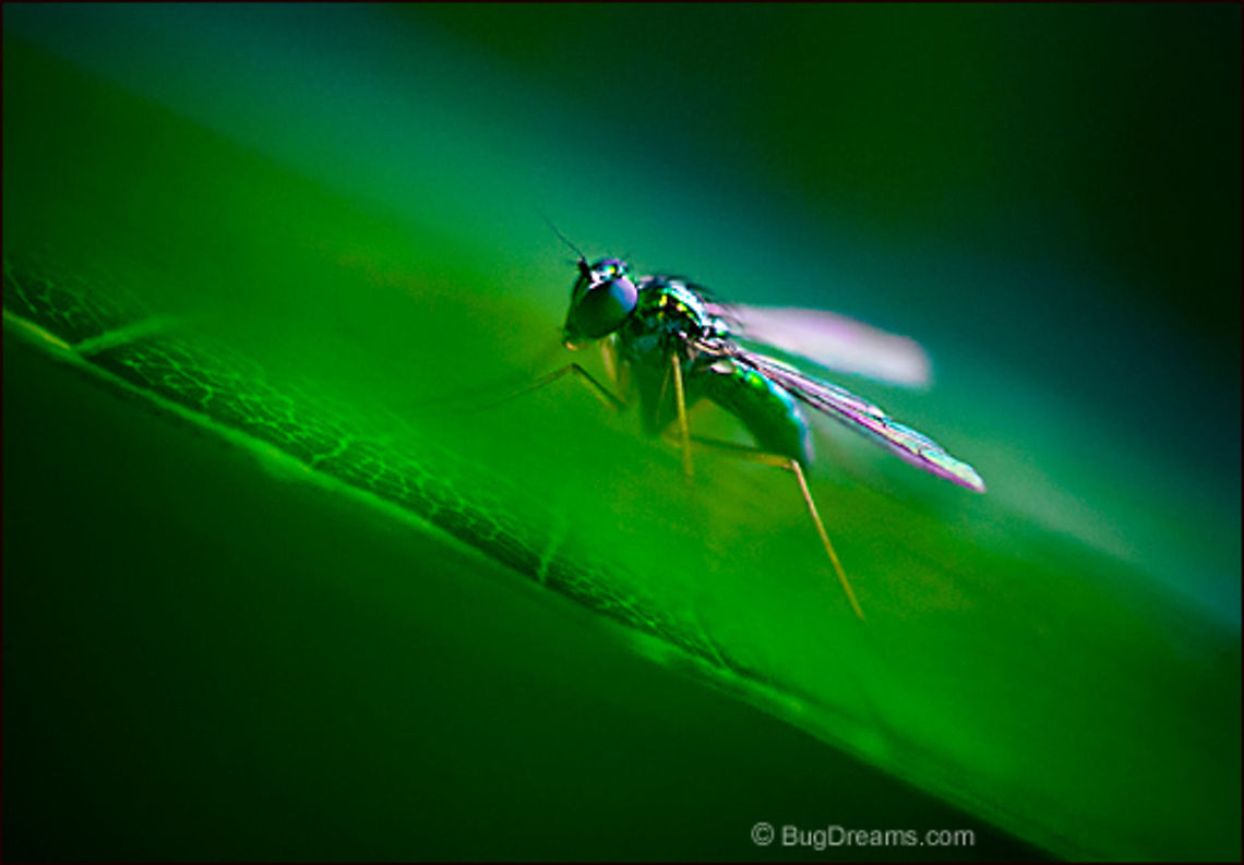 Color Prophet | Longlegged Fly A Longlegged fly swims dark green waters,<br />
a crazy prophet pushing color over the edge.<br />
<br />
Wild Light Post: <a href="http://www.bugdreams.com/archives/color-prophet/" rel="nofollow">http://www.bugdreams.com/archives/color-prophet/</a> Dolichopodidae,Longlegged Fly,flight,fly,garden,insect,invertebrate,wildlife,wings