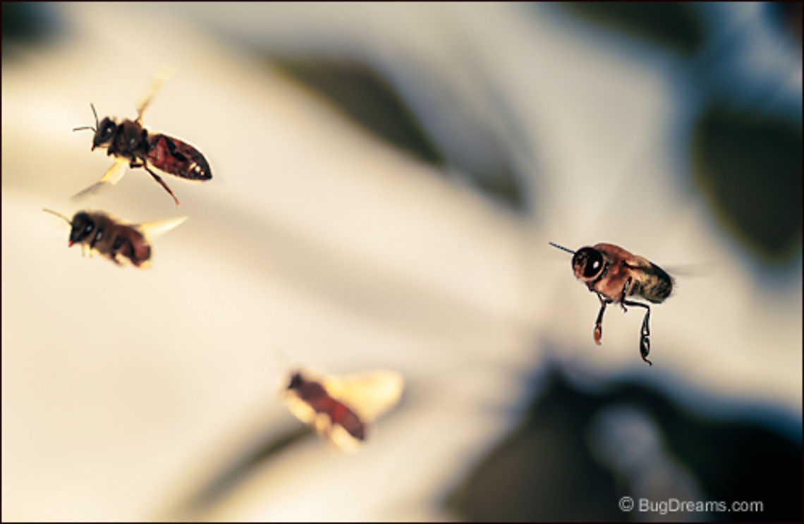 The Court of the Sun | Apis mellifera Congregating in the court of the Sun,<br />
 the little king searches for his Queen,<br />
 eluding onlookers waiting to buzz the royal couple.<br />
<br />
Wild Light Post: <a href="http://www.bugdreams.com/archives/court/" rel="nofollow">http://www.bugdreams.com/archives/court/</a> Apis mellifera,Apis mellifera ligustica,European honey bee,Italian honey bee,Western honey bee(Apis mellifera),apis,bee,beekeeping,entomology,flight,flower,garden,hive,honey,honey bee,honeybee,insect,pollen