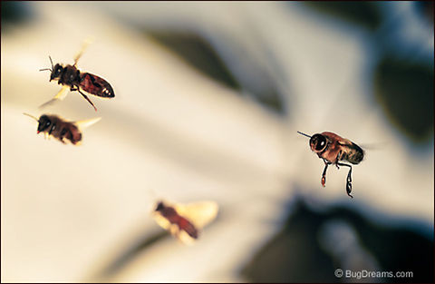 The Court of the Sun | Apis mellifera Congregating in the court of the Sun,
 the little king searches for his Queen,
 eluding onlookers waiting to buzz the royal couple.

Wild Light Post: http://www.bugdreams.com/archives/court/ Apis mellifera,Apis mellifera ligustica,European honey bee,Italian honey bee,Western honey bee(Apis mellifera),apis,bee,beekeeping,entomology,flight,flower,garden,hive,honey,honey bee,honeybee,insect,pollen
