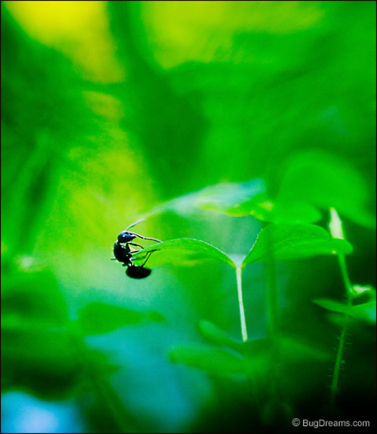 Slipping Between Breezes | Camponotus pennsylvanicus Stepping over a leafy bridge,<br />
an acrobat swings past the abyss,<br />
 slipping between breezes. Black carpenter ant,Camponotus pennsylvanicus,Eastern black carpenter ant,Formicidae,ant,biodiversity,carpenter ant,insect,invertebrate,nature,wild,wildlife